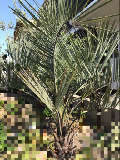 お取引中＊湘南育ちのココスヤシ 160cm相当♪＊