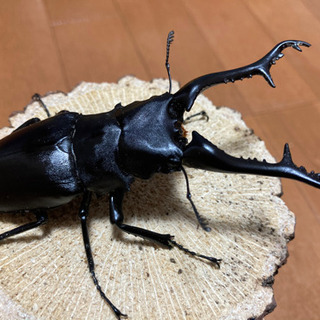ギラファノコギリクワガタ♂110UP　即ブリペア　顎欠