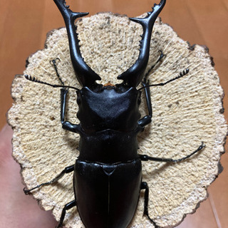 ギラファノコギリクワガタ♂110UP　即ブリペア　顎欠の画像