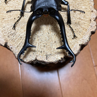 ギラファノコギリクワガタ♂110UP　即ブリペア　顎欠の画像