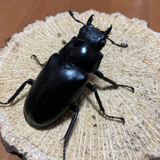 ギラファノコギリクワガタ♂110UP　即ブリペア　顎欠の画像