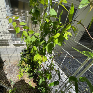 受付一時中止！南高梅　苗木の画像