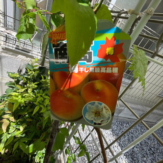 受付一時中止！南高梅　苗木