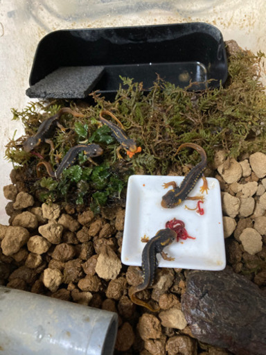 アメイロイボイモリ(国内CB)  6～7cm前後 両生類
