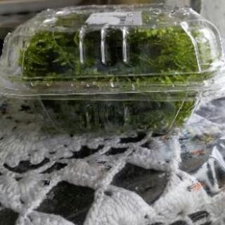 水草:ウィローモス 20ｇ(400円)
