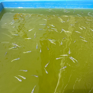 幹之メダカ(みゆきめだか) 若魚・稚魚 10匹1000円