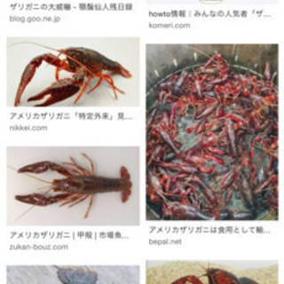 ザリガニを取れる場所が知りたいです。