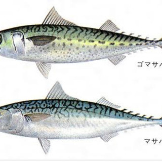 鯖を有効活用しよう！