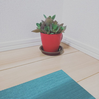 今月もお疲れさまでした！【5月オンライン朝ヨガ】薬剤師によるヨガクラスの画像