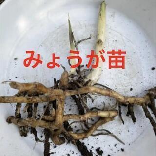みょうが 100円～