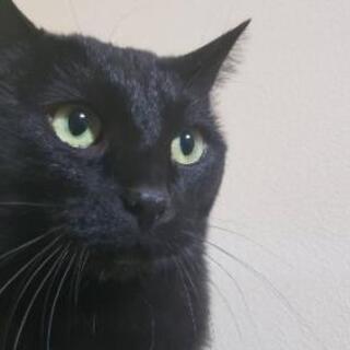 黒猫♂去勢済2歳