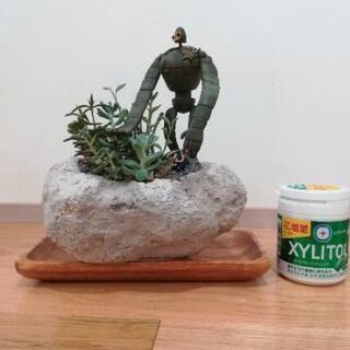 多肉　ロボット兵の画像