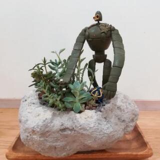 多肉　ロボット兵の画像