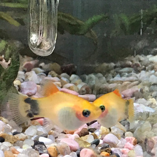 熱帯魚（ミッキーマウスプラティ）あげますの画像