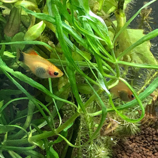熱帯魚（ミッキーマウスプラティ）あげますの画像