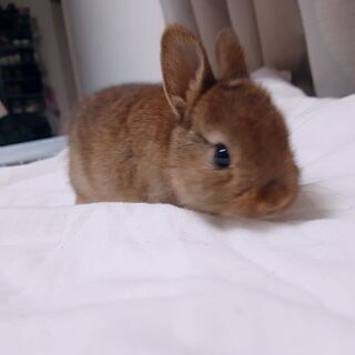 うさぎさん2羽の引取りについて
