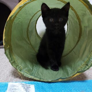 【里親さん決定しました】2月23日生まれ　黒猫ちゃん♀