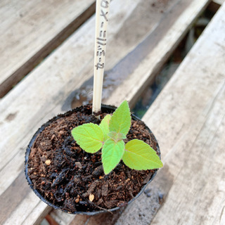 セージ ハニーメロン 植物苗 ミント ハーブ 希少 根付き 人気