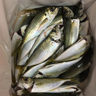 一緒に魚釣りしましょう🐟