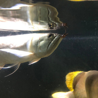 シルバーアロワナの画像