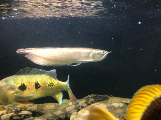 シルバーアロワナ