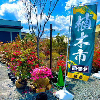 春の植木市　諏訪市