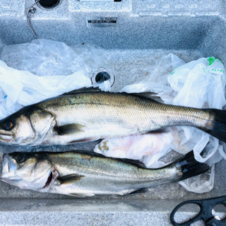 🎣釣り＆雑談グルメンバー募集🎣 - 名古屋市