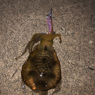 🎣釣り＆雑談グルメンバー募集🎣 - 友達