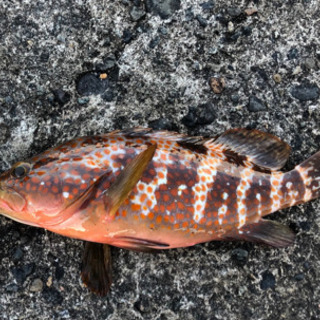 🎣釣り＆雑談グルメンバー募集🎣