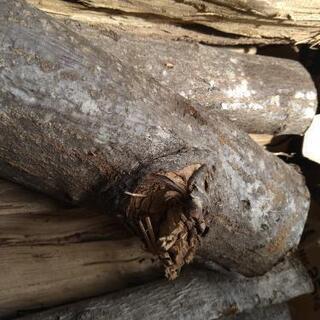 【在庫19kg】音も楽しめる！広葉樹クリの薪。長さ29cm。含水率17%未満。1年以上乾燥。茨城県潮来市。の画像