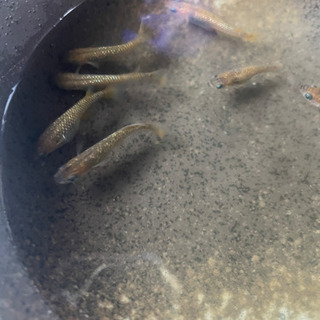 令和黒ラメメダカ卵30+α