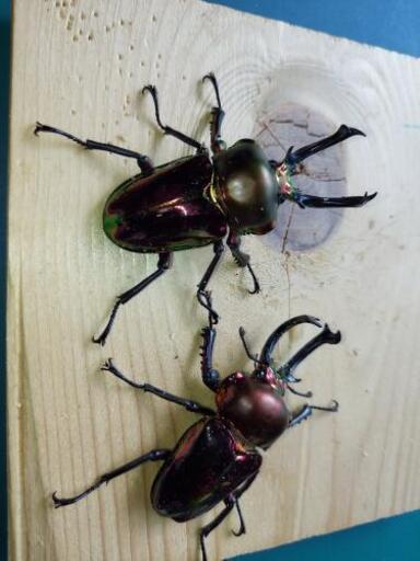 ニジイロクワガタ2