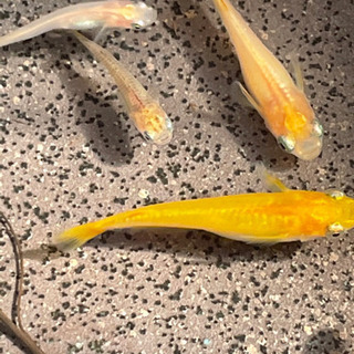 金龍メダカ5匹