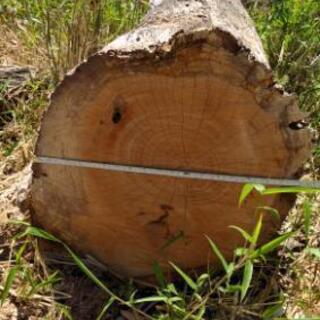 薪　木　欲しい方　の画像