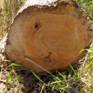 薪　木　欲しい方　の画像