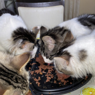 猫友