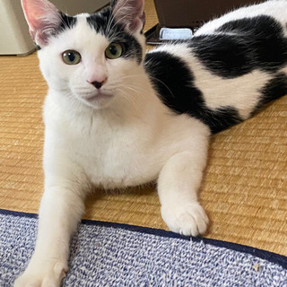 モウモウ柄の可愛いオスの猫ちゃんの里親募集