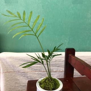 ミニ苔盆栽、苔玉ワークショップの画像