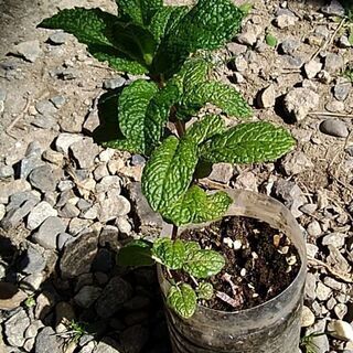 ペパーミント　ハーブ🌿観葉植物にも♪
