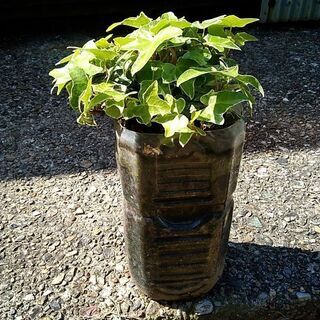 へデラ　1つ｢根っ子付き｣　観葉植物　グリーンカーテンにも♪