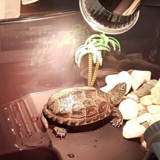 小クサガメの里親