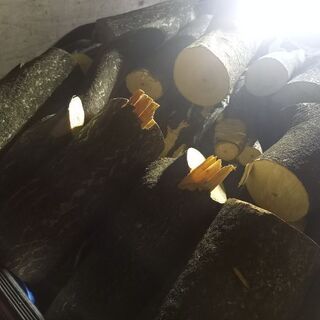せんだん、伐採しました。なくなり次第終了です。近くなら配達します。