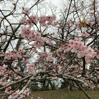 【初心者大歓迎🌸】ボルダリングしませんか？