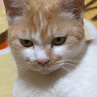 猫の里親探しています🐱