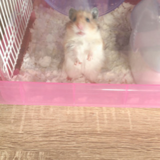ハムスター飼ってくださる方