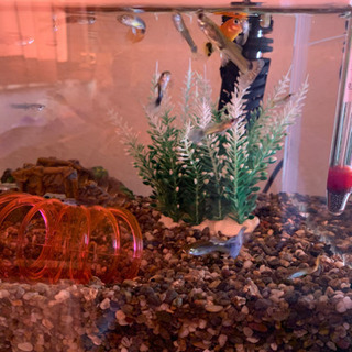 熱帯魚セット
