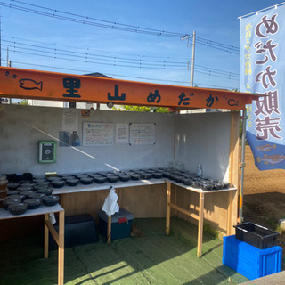 里山めだか　メダカ＆ミジンコ無人販売所　4/24出店
