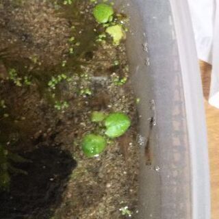 カスミサンショウウオの幼体 1匹
