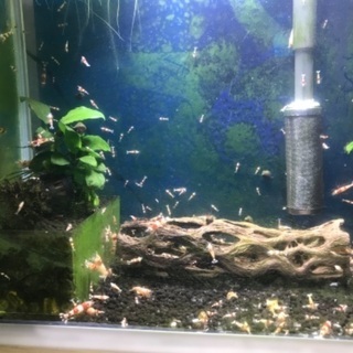 レッドビーシュリンプ　熱帯魚の画像