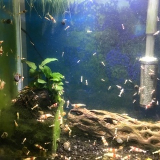 レッドビーシュリンプ　熱帯魚の画像